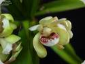 Ren. vietnamensis x Vanda pumila